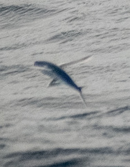 Exocoetidae