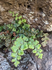 Asplenium subglandulosum