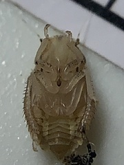 Negosiana dualis