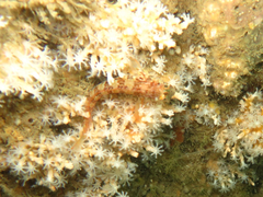 Blenniidae