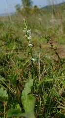 Spiranthes vernalis