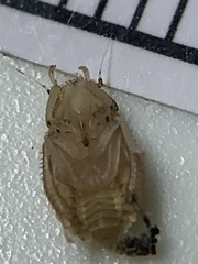 Negosiana dualis