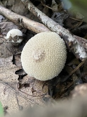 Lycoperdon perlatum