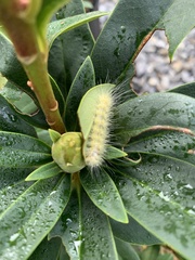 Erebidae