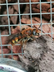 Xanthocampsomeris limosa
