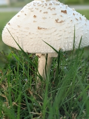 Amanita cokeri