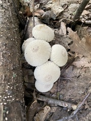 Lycoperdon perlatum