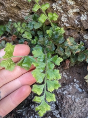 Asplenium subglandulosum