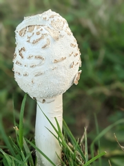Amanita cokeri