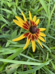 Rudbeckia hirta