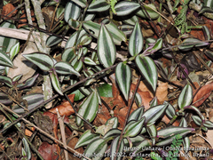 Tradescantia zebrina