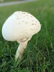 Amanita cokeri