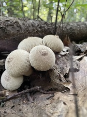 Lycoperdon perlatum