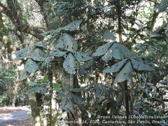 Bathysa australis