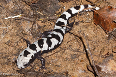 Ambystoma opacum
