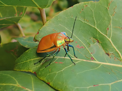 Tectocoris diophthalmus