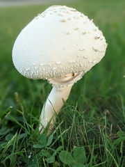 Amanita cokeri