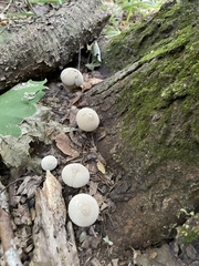 Lycoperdon perlatum