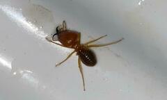 Syntermes molestus