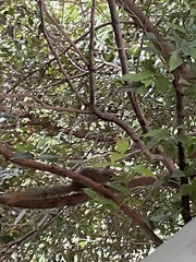 Callosciurus notatus