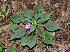 Impatiens walleriana