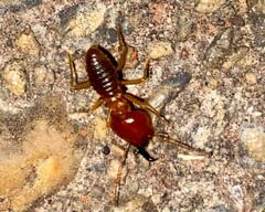 Syntermes molestus