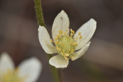 Anemone multifida