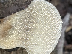 Lycoperdon perlatum