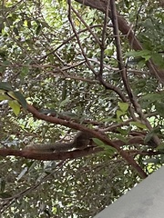 Callosciurus notatus