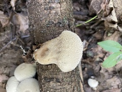 Lycoperdon perlatum