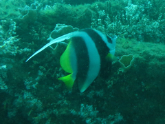 Heniochus acuminatus