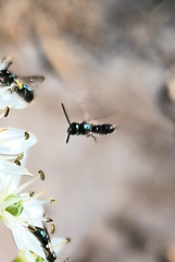 Ceratina