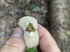 Lycoperdon perlatum
