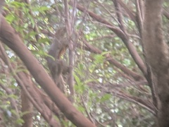 Callosciurus notatus