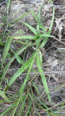 Paspalum setaceum