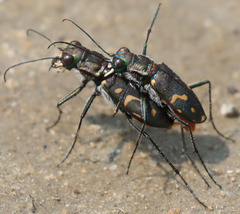 Cicindela haemorrhagica