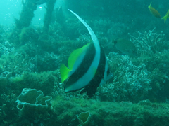 Heniochus acuminatus