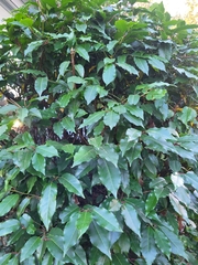 Prunus lusitanica