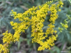 Solidago juncea