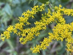 Solidago juncea