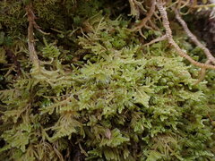 Stereodon subimponens