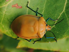 Tectocoris diophthalmus