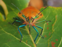 Tectocoris diophthalmus