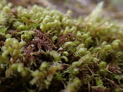 Frullania nisquallensis