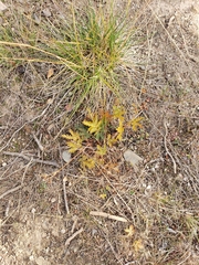 Potentilla pensylvanica