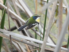 Tachuris rubrigastra