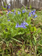 Mertensia virginica