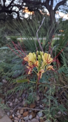 Erythrostemon gilliesii