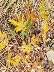 Potentilla pensylvanica