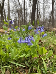 Mertensia virginica